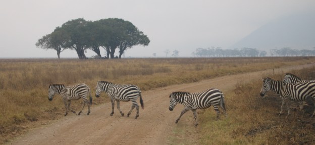 Bowel cancer is not just a disease of older people